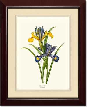 Iris, Spanish