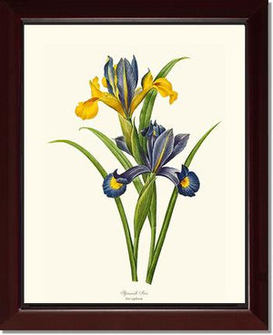 Iris, Spanish