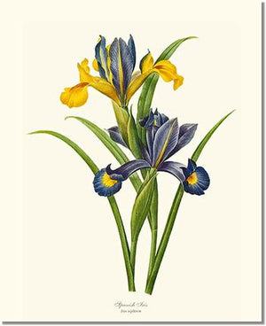 Flower Floral Print: Iris, Spanish