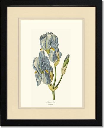 Iris, Sweet | Flower/Floral Art Print