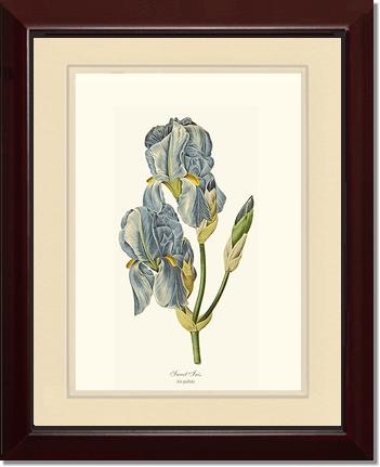 Iris, Sweet | Flower/Floral Art Print