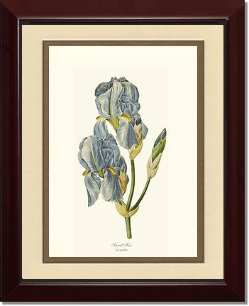 Iris, Sweet | Flower/Floral Art Print