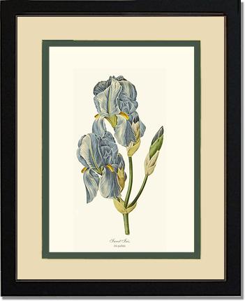 Iris, Sweet | Flower/Floral Art Print