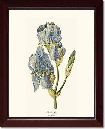 Iris, Sweet | Flower/Floral Art Print