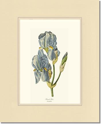 Iris, Sweet | Flower/Floral Art Print