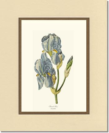 Iris, Sweet | Flower/Floral Art Print