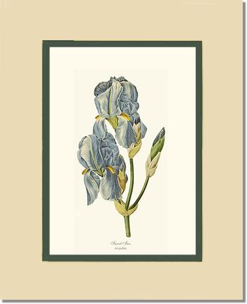 Iris, Sweet | Flower/Floral Art Print