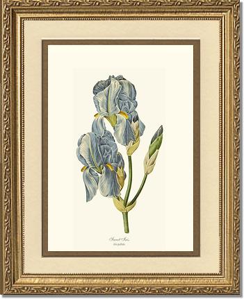 Iris, Sweet | Flower/Floral Art Print