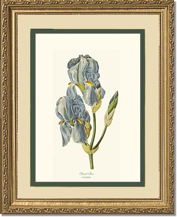 Iris, Sweet | Flower/Floral Art Print