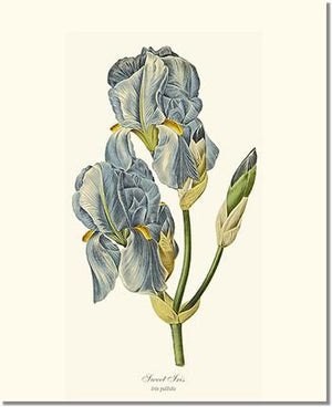 Flower Floral Print: Iris, Sweet