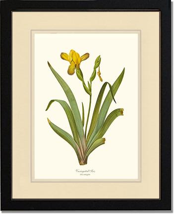 Iris, Variegated | Flower/Floral Art Print