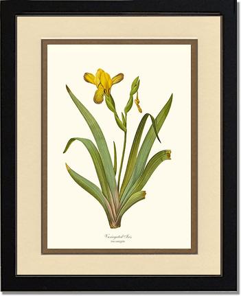Iris, Variegated | Flower/Floral Art Print