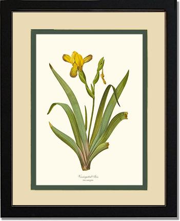 Iris, Variegated | Flower/Floral Art Print