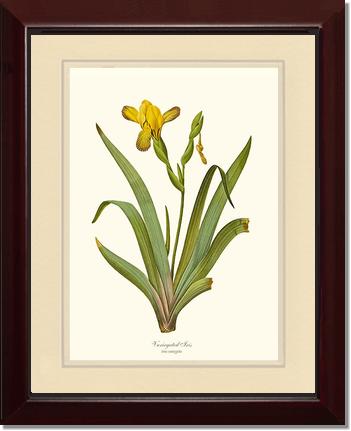 Iris, Variegated | Flower/Floral Art Print