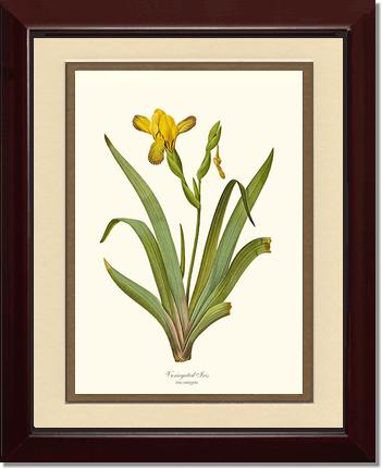 Iris, Variegated | Flower/Floral Art Print