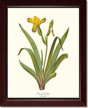 Iris, Variegated | Flower/Floral Art Print