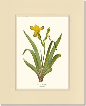 Iris, Variegated | Flower/Floral Art Print