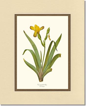 Iris, Variegated | Flower/Floral Art Print
