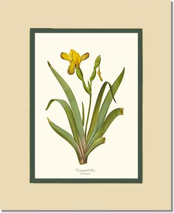 Iris, Variegated | Flower/Floral Art Print