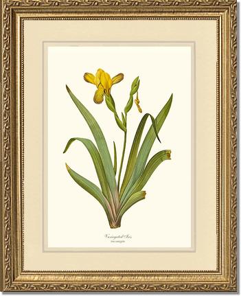Iris, Variegated | Flower/Floral Art Print