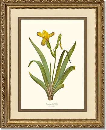 Iris, Variegated | Flower/Floral Art Print