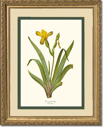 Iris, Variegated | Flower/Floral Art Print