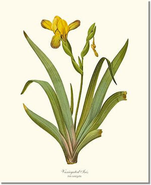 Flower Floral Print: Iris, Variegated