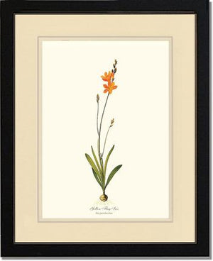 Ixia | Flower/Floral Art Print