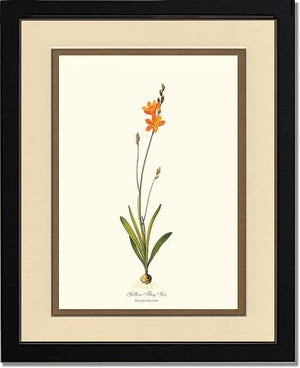 Ixia | Flower/Floral Art Print