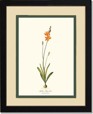 Ixia | Flower/Floral Art Print