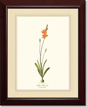 Ixia | Flower/Floral Art Print