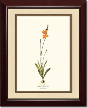 Ixia | Flower/Floral Art Print