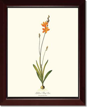 Ixia | Flower/Floral Art Print