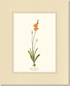 Ixia | Flower/Floral Art Print