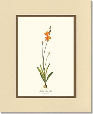 Ixia | Flower/Floral Art Print