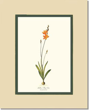 Ixia | Flower/Floral Art Print