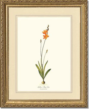 Ixia | Flower/Floral Art Print