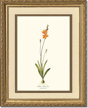 Ixia | Flower/Floral Art Print