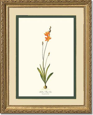 Ixia | Flower/Floral Art Print