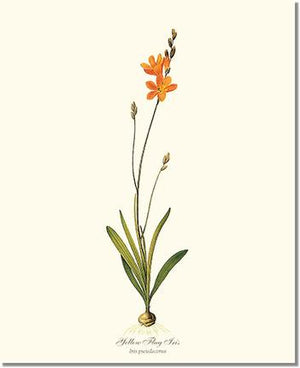 Ixia | Flower/Floral Art Print