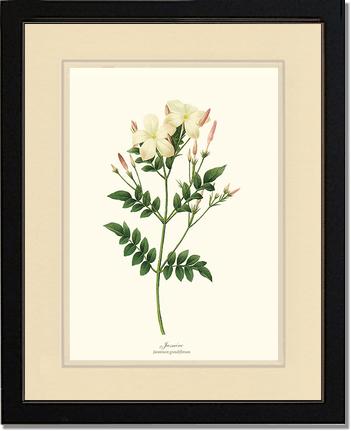 Jasmine | Flower/Floral Art Print
