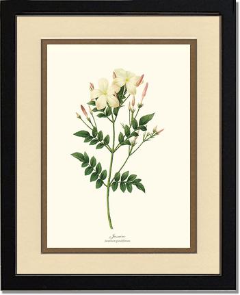 Jasmine | Flower/Floral Art Print
