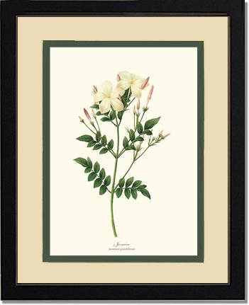 Jasmine | Flower/Floral Art Print