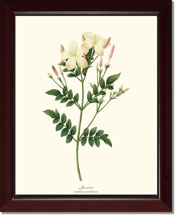 Jasmine | Flower/Floral Art Print