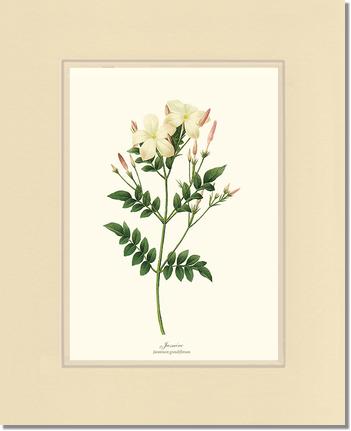 Jasmine | Flower/Floral Art Print