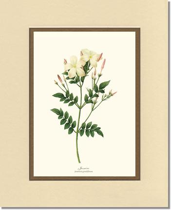 Jasmine | Flower/Floral Art Print