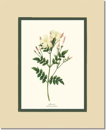 Jasmine | Flower/Floral Art Print