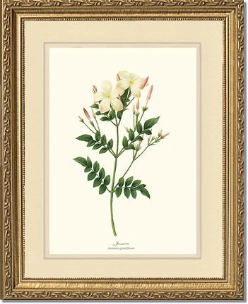 Jasmine | Flower/Floral Art Print