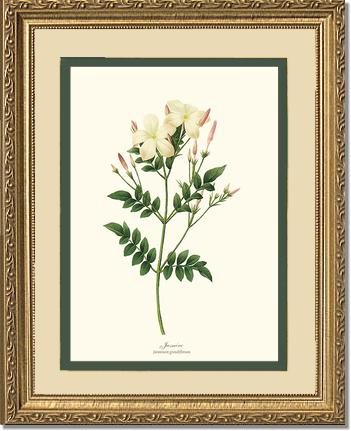 Jasmine | Flower/Floral Art Print