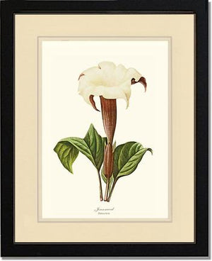 Jimsonweed | Flower/Floral Art Print